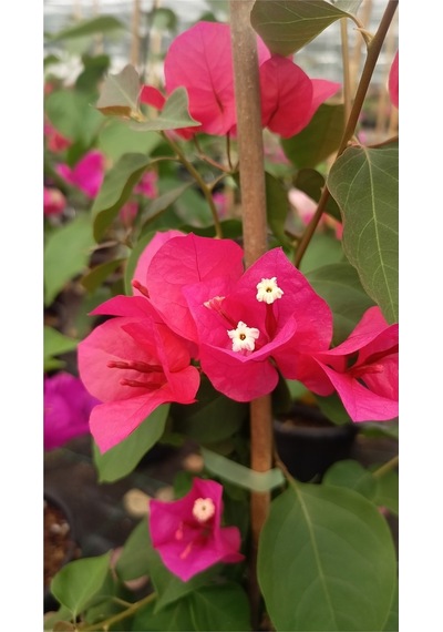 Sarmaşık Begonvil Çiçeği - Mercan Rengi Sarılıcı Begonvil- 40/50 Cm Bougainvillea