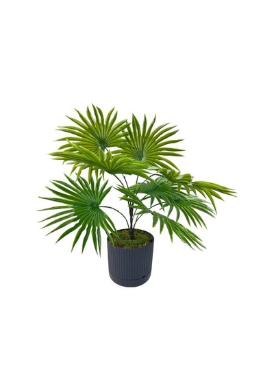 Yapay Salon Bitkisi Fan Palmiye 50 40cm 8yaprak Plastik Antrasit Saksıda Yeşil