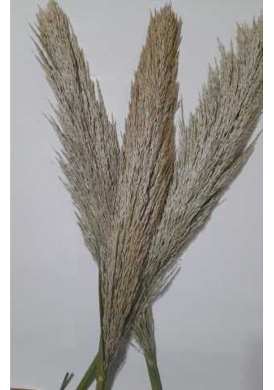 Pampas 3 Adet