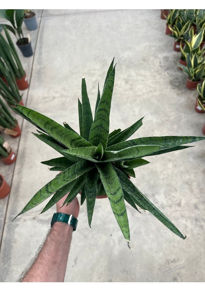 Sansevieria 'tough Lady' Paşa Kılıcı