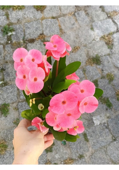 Videolu Milli Dikenler Tacı 15 45 Cm Saksılı Kaktüs Euphorbia