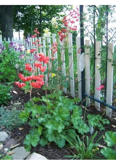 10 Adet Red Heuchera Fırefly Tohumu