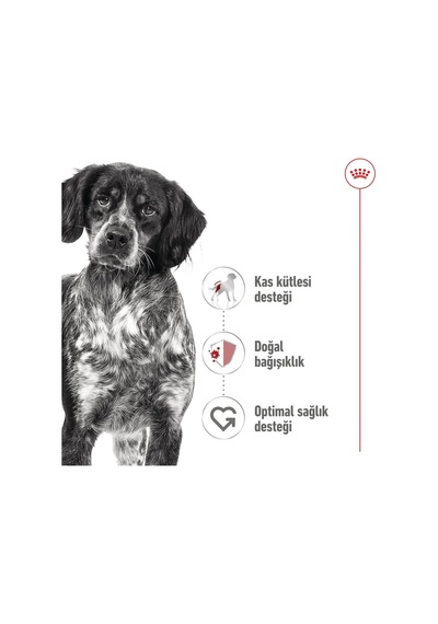 Medium Adult Konserve 3 + 1 Hediye 410 Gr
