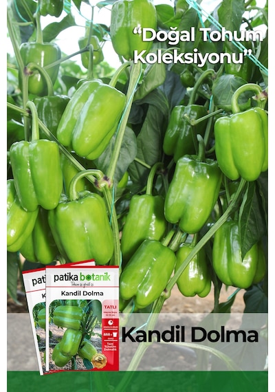 150 Adet Yerli Ata Kandil Dolma Biber Tohumu