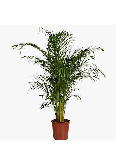 Areka Palmiyesi 120-150 cm