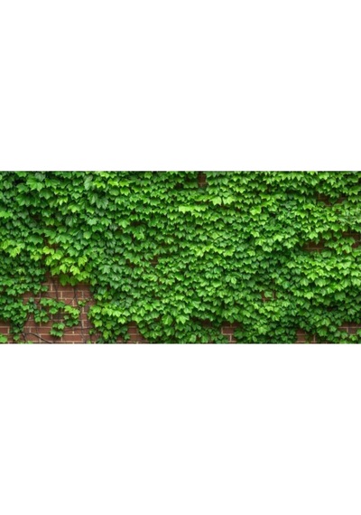 Duvar Sarmaşığı Fidanı Tüplü \ 40-60 Cm