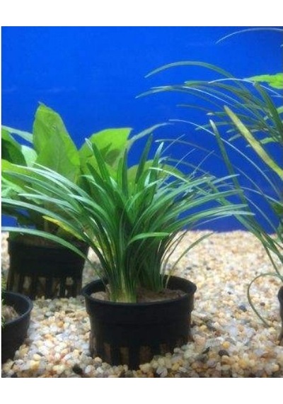 Ophiopogon Japonicus Minima Zemin 3 Kök 1 Saksı 4-5 Cm