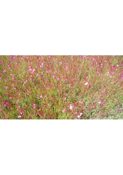 Gaura Çiçeği 5 Adet - Çok Yıllık Dış Mekan Çiçeği