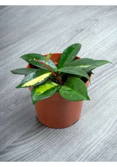 Videolu Beyaz Hoya-mum Çiçeği 1 Adet Saksılı 10-20 Cm Iç Mekan Ofis Bitkisi White Hoya