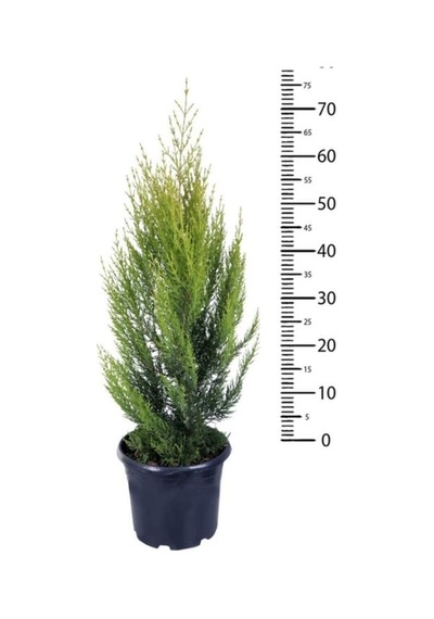 Limoni Servi Limon Çamı 50-80 Cm