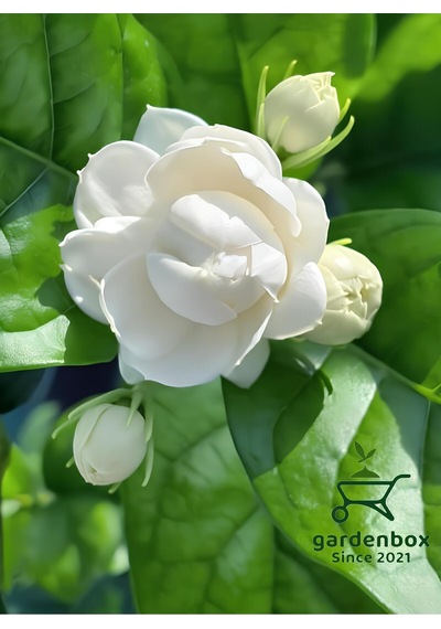 Kokulu Katmerli Ful Yasemin Çiçeği 1 Adet Saksılı 40-60cm Jasminum Sambac