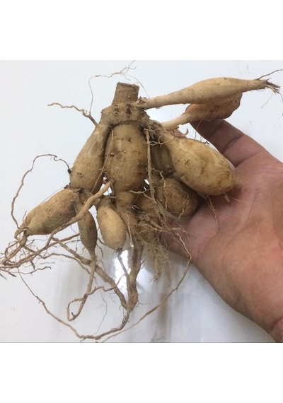 Riviera Dahlia Dev Yıldız Çiçeği Yumrusu 1 Adet
