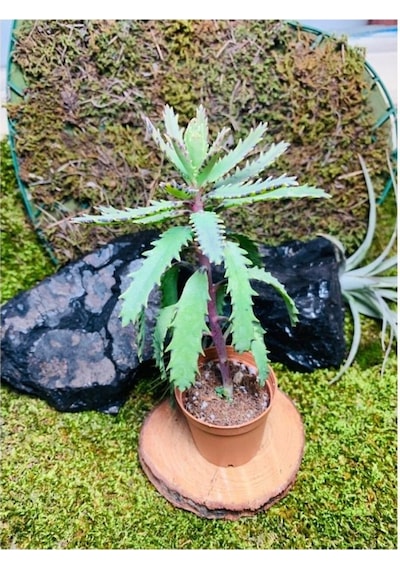Folium Aşkın Gözyaşı Bitkisi Mother Of Thousands 10-20 Cm