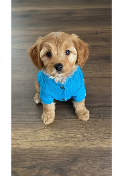 Kedi - Köpek Kaşkorse Esnek Mevsimlik Ceket - Mont - Yağmurluk - Yelek - Kıyafet