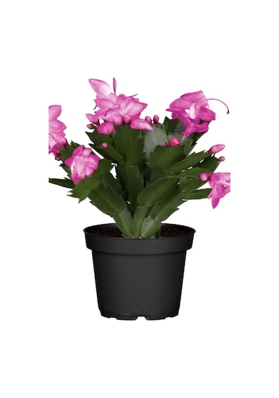 Videolu 1 Adet Pembe Yılbaşı Çiçeği Fidanı 20-40cm Saksılı