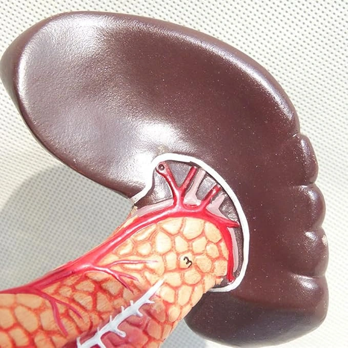 1:1 Yaşam Boyu Anatomik İnsan Pankreas Duodenum Ve Dalak Modeli Eğitim Materyali Çok Renkli