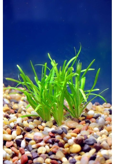 Sagittaria Subulata 1 Bağ 2-4 Kök Akvaryum Zemin Bitkisi Canlı Akvaryum Bitkisi