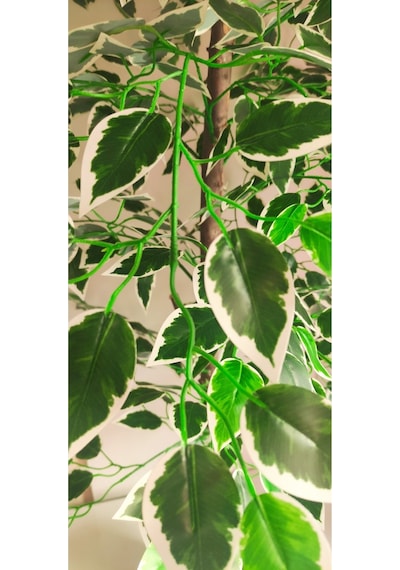 Rüzgar Çiçekcilik 160 Cm Ficus Ağacı Yeşil