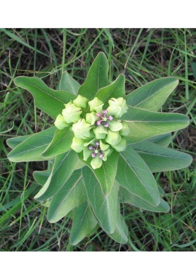 10 Adet Antelope Horn Milkweed Tohumu