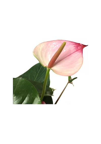 Anthurium Princess 'Amelia' (Flamingo Çiçeği) Ø12 CM Y35-40 CM Anthurium Princess 'Amelia' (Flamingo Çiçeği) Ø12 CM Y35-40 CM