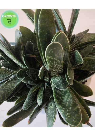 Gasteria Bicolor Sukulent İri Çaplı 1 Adet