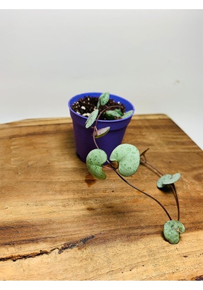 Ceropegia Woodi - Kalp Kalbe Karşı Bitkisi Tek Kök - Koleksiyonlu