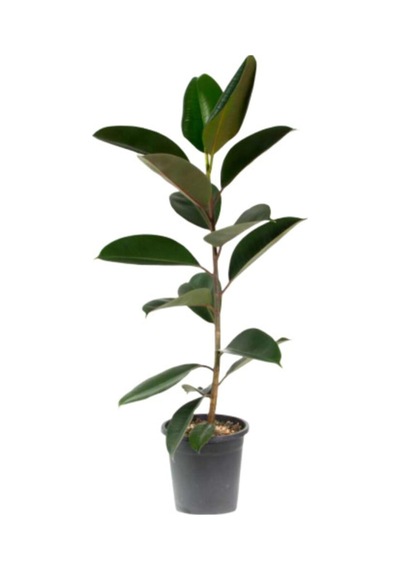 Ficus Elastika - Kauçuk Bitkisi 100 Cm Tek Kök