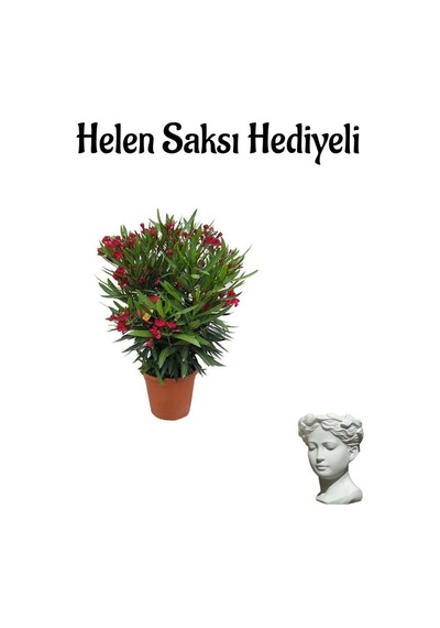 Kırmızı Renk Bodur Zakkum Fidanı Sevgilier Gününe Özel Hlen Saksı Hediyeli