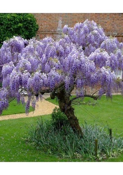 Videolu Bol Çiçekli 1 Adet Mor Salkım Fidanı 20-50cm Saksılı\tüplü Wisteria Sapling