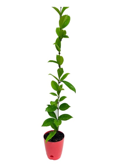 Hoya Pubicalyx 30-40cm Boyunda Kokulu Mum Çiçeği Bitkisi