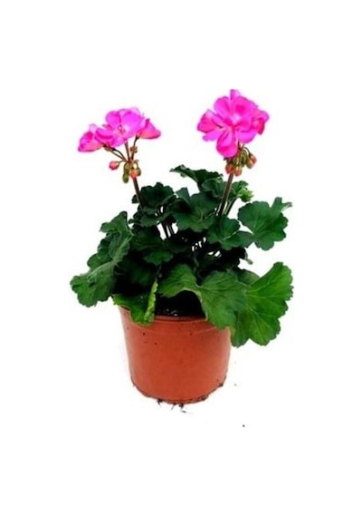 Sardunya Çiçeği Açık Pembe 10-20 Cm