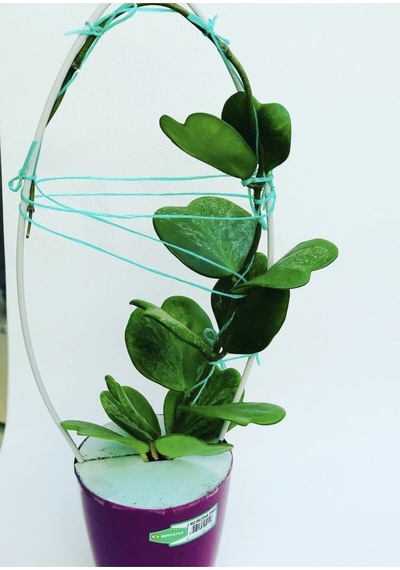 Hoya Kerri 50-60 Cm Kalp Yapraklı Kokulu Mum Çiçeği Bitkisi Sevgi Çiçeği Dekoratif Saksılı