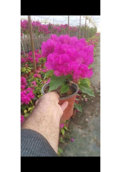 Saksılı Bodur Üzeri Çiçekli Fuşya Begonvil Fidanı Bougainvillea
