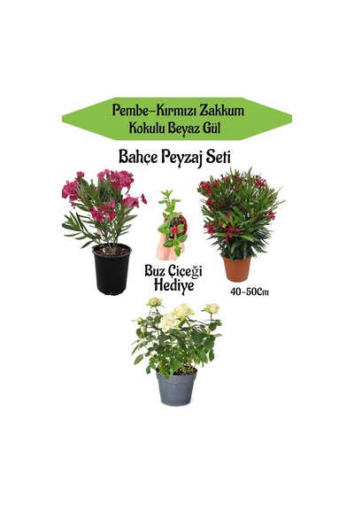 Bahçe Seti 1 Adet Kırmızı 1 Adet Pembe Zakkum+ 1 Adet Beyaz Gül + Hediye Buz Çiçeği