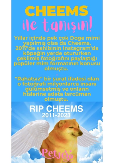 Petjoo 18.Cheems Pembe-Sarı Qr'lı Köpek Künyesi