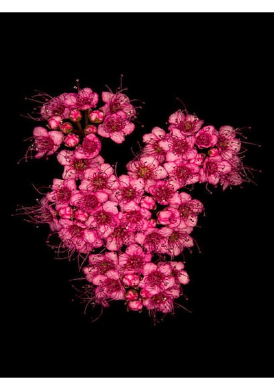 Videolu Pembe Ispirya Keçi Sakalı Çiçeği Fidanı 40-60 Cm Saksılı Çiçekli Bodur Ispirya Spiraea