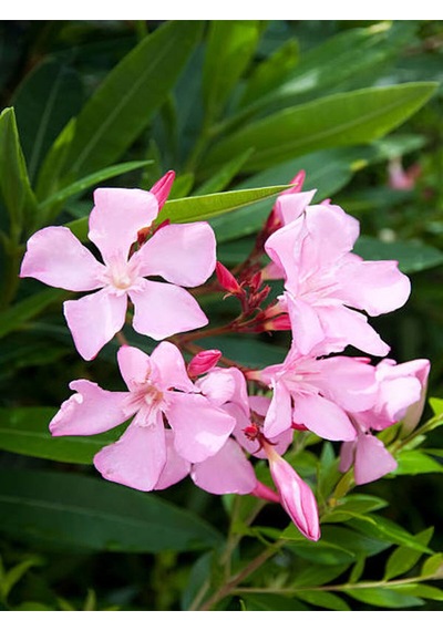 Videolu Pembe Zakkum Çiçeği 1 Adet Saksılı/ Tüplü 30-60 Cm Pink Oleander