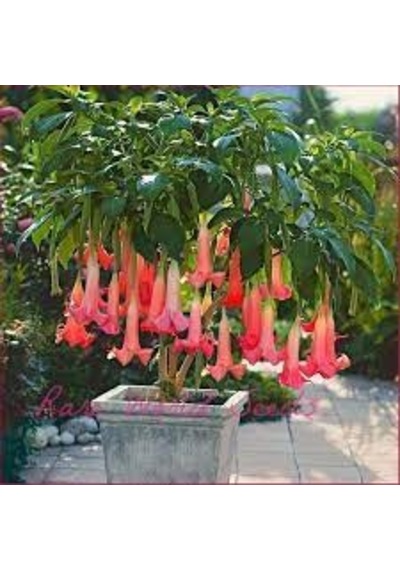 10 Adet Tohum Organik Hobi Bahçe Pembe Angel Trumpet Çiçeği Saksı