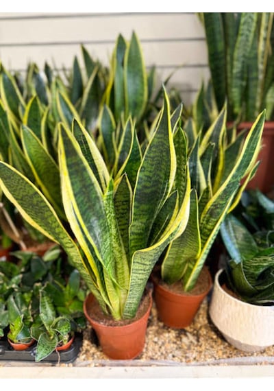 Paşa Kılıcı - Peygamber Kılıcı 1 Adet 20-30 Cm Saksılı Sansaveria Trifasciata İç/dış Mekan Bitkisi