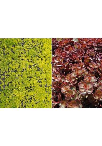 Sarı Kırmızı Sedum 40 Adet - Yer Örtücü Çok Yıllık Bitki