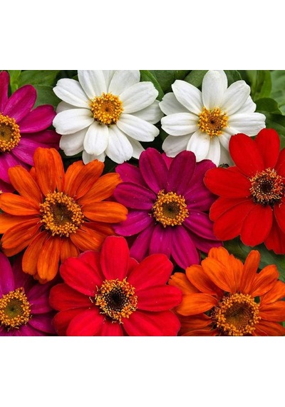 Zinnia Çiçeği Tohumu Mini Çiçekli, Kirli Hanım Karışık Renkli 5 Tohum