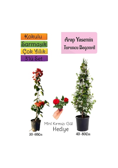 Mis Kokulu Arap Yasemini+turuncu Begonvil+mini Gül 3'lü Bahçe Seti