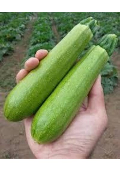 10 Adet Sakız Kabak Tohumu