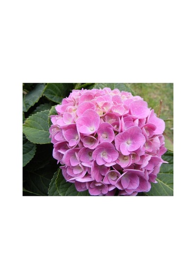 2 Adet Canlı Ortanca Çiçeği Fidanı Mavi Ve Pembe Renk 10-20 Cm