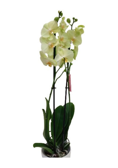 Orkide Sarı Seramik Saksıda 60-80cm - 256461429