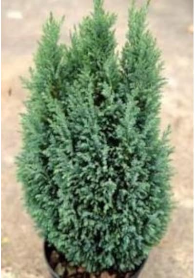 Açık Mavi Elwoodii Çam Fidanı 30-40 Cm Chamaecyparis Ellwoodii