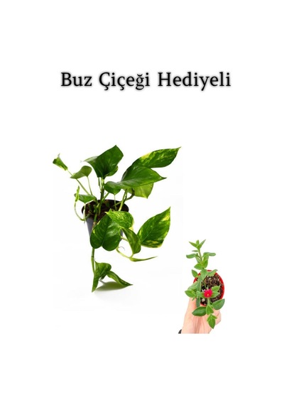 Pothos Alacalı Salon Sarmaşığı Sevgililer Gününe Özel Buz Çiçeği Hediyeli