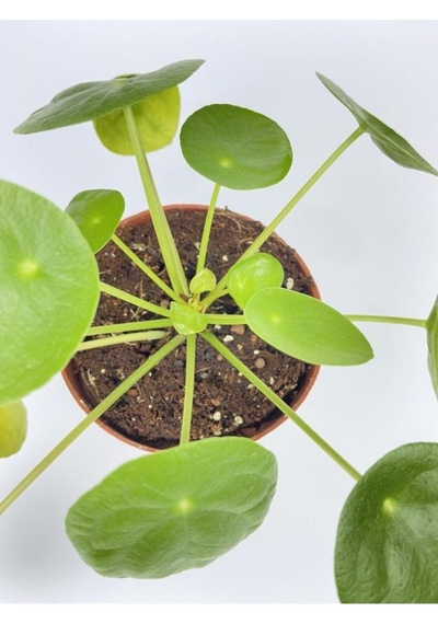 Çin Para Çiçeği Ev Salon Çiçeği Pilea Çiçeği Peperomioides