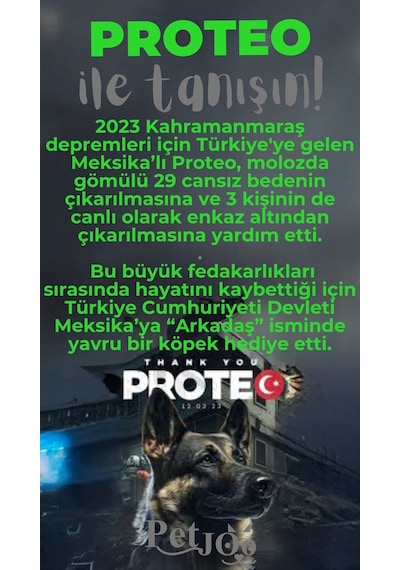 Petjoo 24.Proteo Gri-Yeşil Qr'lı Köpek Künyesi