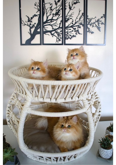 Krem Rengi Çift Katlı Kedi Yatağı